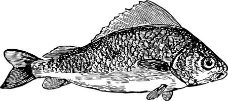 Drawing of a sea bassのイラスト素材