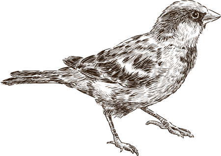 Vector drawing of a city sparrowのイラスト素材