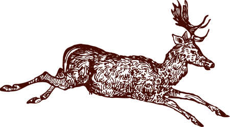 Vector drawing of a running deerのイラスト素材