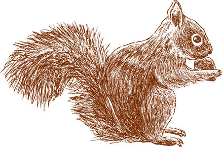 A forest squirrel eats a nat. Vector illustration.のイラスト素材