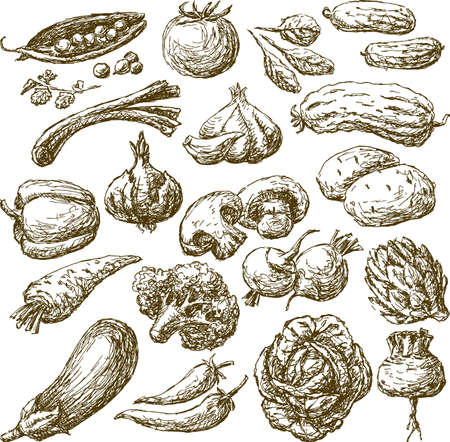 Sketches of the different ripe vegetablesのイラスト素材