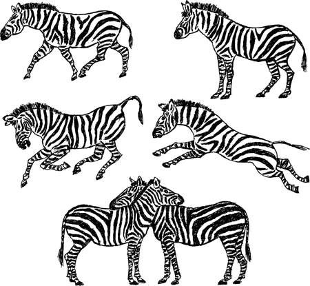 Drawing of a cartoon zebras.のイラスト素材