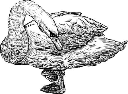 Sketch of a white swan on a shoreのイラスト素材