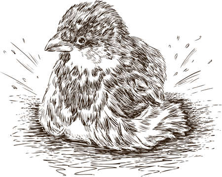 A small sparrow in a puddleのイラスト素材