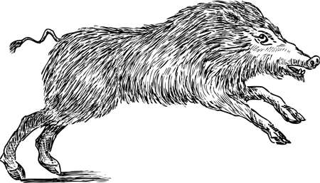 Sketch of a wild boarのイラスト素材