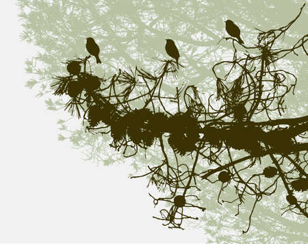 Birds on a branch of pine tree.のイラスト素材
