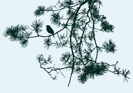A bird on a fir branch. Vector illustrationのイラスト素材
