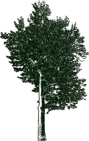Silhouette of an old treeのイラスト素材