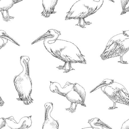 Seamless pattern of sketches of pelicansのイラスト素材