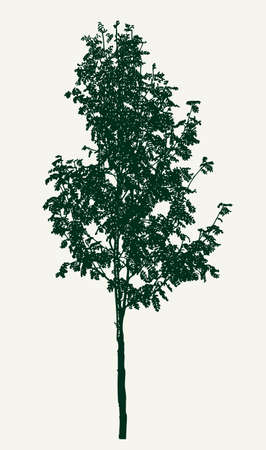 Vector image of a small rowan treeのイラスト素材