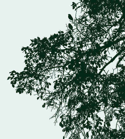 Vector image of branches silhouettes of deciduous tree in summerのイラスト素材