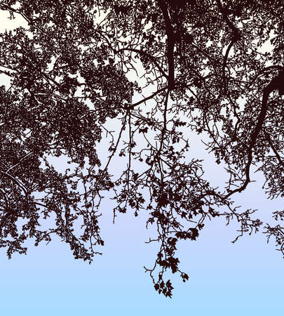 Vector illustration of silhouettes branches deciduous tree in autumn parkのイラスト素材