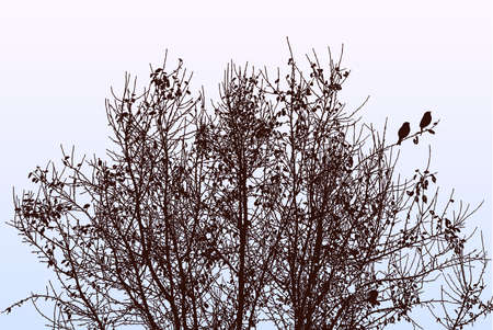 Vector illustration of silhouettes tree branches in autumn season