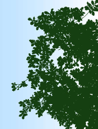 Vector illustration of silhouettes oak tree branches in summerのイラスト素材