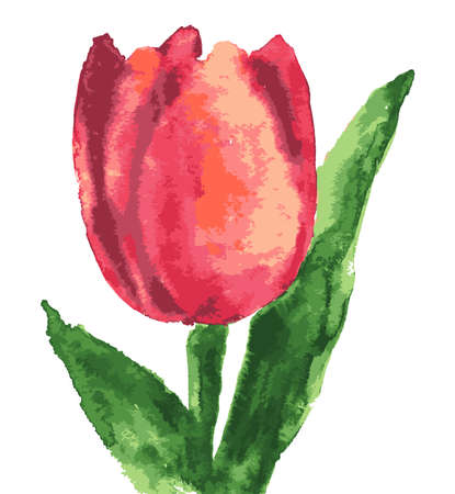 Vector watercolor drawing of red single tulipのイラスト素材
