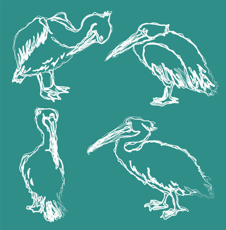 Vector contour doodle drawings of abstract pelicans in various posesのイラスト素材