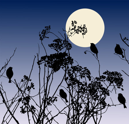 Abstract nature landscape with silhouettes birds sitting on dry wildflowers in moomlit nightのイラスト素材