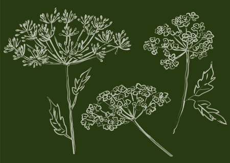 Outline drawings of watercolor brush of abstract umbrella flowersの写真素材