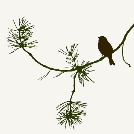 Vector illustration of silhouettes one sparrow bird on pine branchのイラスト素材