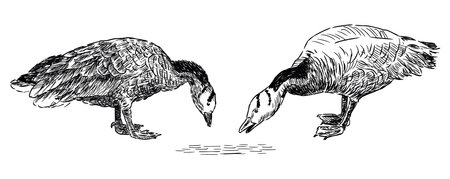 Geese drink water, birds, two,waterfowl, beak, profile, contour drawing, sketch,vector, hand drawn iluustration isolated on whiteのイラスト素材