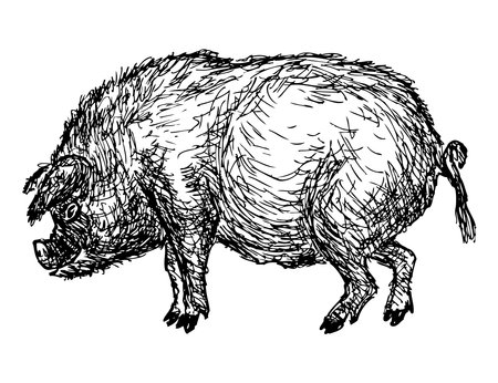 Hand drawing of one pig, farm animal, profile, vector illustration isolated on whiteのイラスト素材