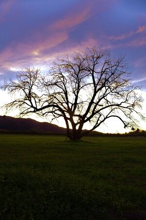 A dead tree in a green meadowの写真素材