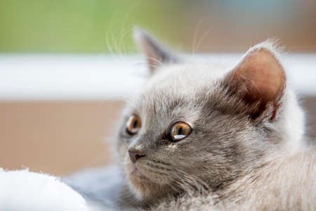 British shorthair kittenの写真素材