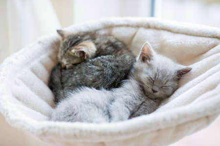 Cute little british shorthair kitten are sleepingの写真素材