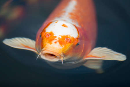 Colorful carp in a pondの写真素材