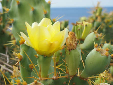 Tenerifeの写真素材