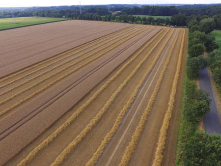 grain harvestのeditorial素材