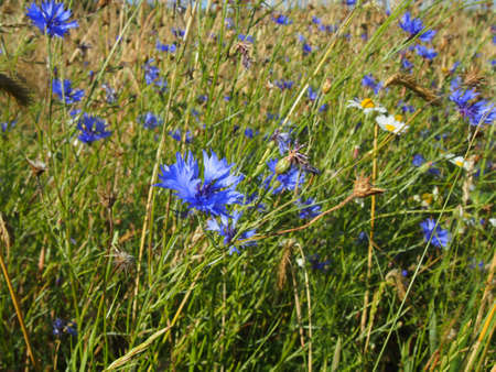 Cornflowers with chamomile flowersの写真素材