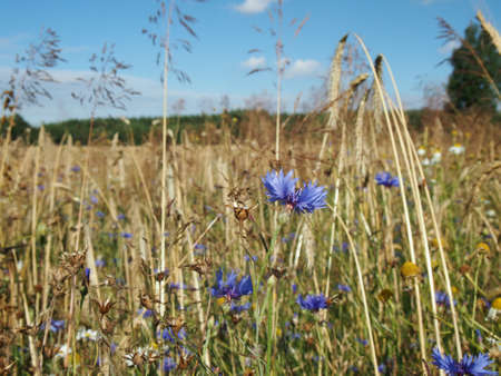 wheat field with cornflowerの写真素材