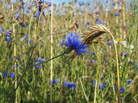 Cornflower with CORNの写真素材