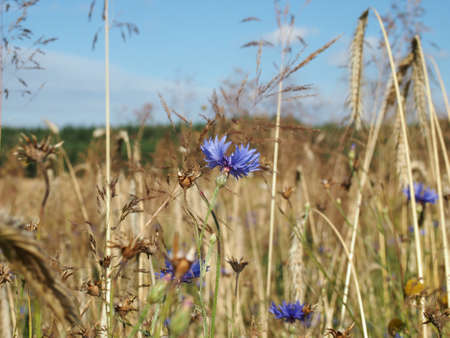 Cornflowers in corn field with blue skyの写真素材