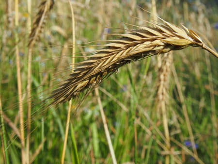 ear of cornの写真素材