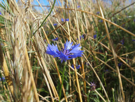 cornflower with wheatの写真素材