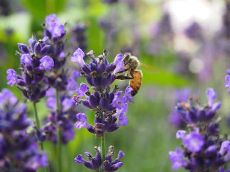 Lavender with bee in summerの写真素材