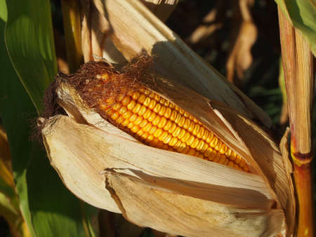 Corn Harvestの写真素材
