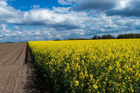 Landscape Rape fieldの写真素材