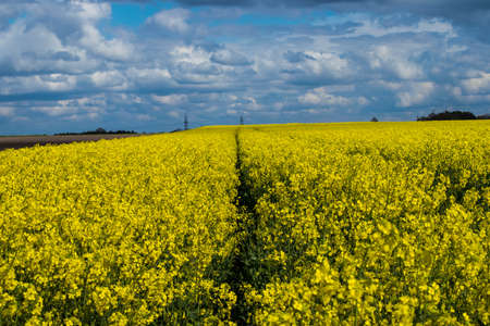 Landscape Rape fieldの写真素材