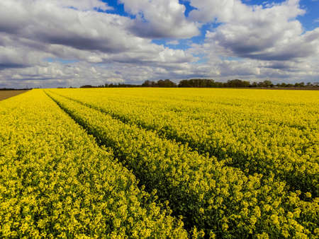 Landscape Rape fieldの写真素材