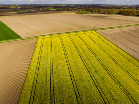 Landscape Rape fieldの写真素材