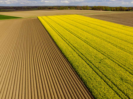 Landscape Rape fieldの写真素材