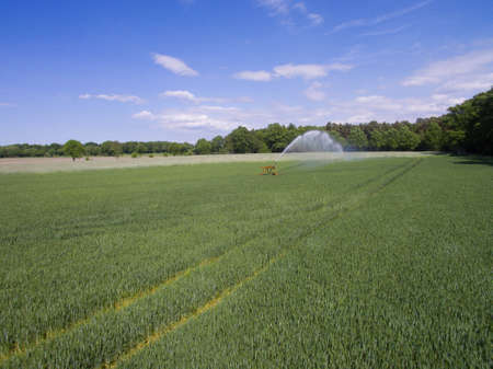 Cornfield irrigationの写真素材