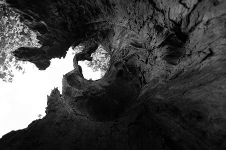 Old Woodの写真素材