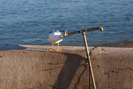 curious seagull の写真素材