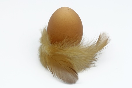 closeup of one egg with feathers isolated on whiteの写真素材
