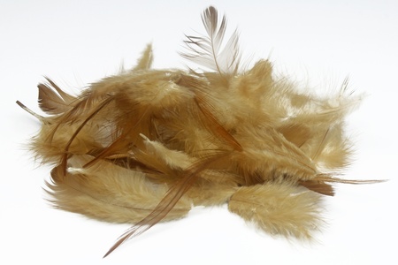 feathers isolated on white