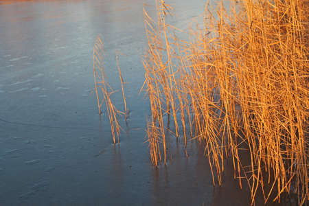frozen lake and reed